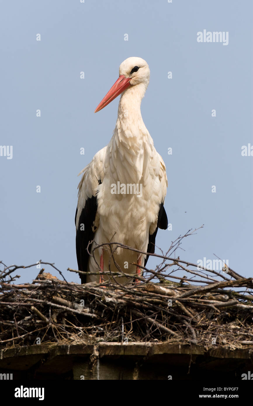 Weißstorch (Ciconia ciconia), auf dem Nest, Nordrhein-Westfalen, Deutschland, Europa Stock Photo