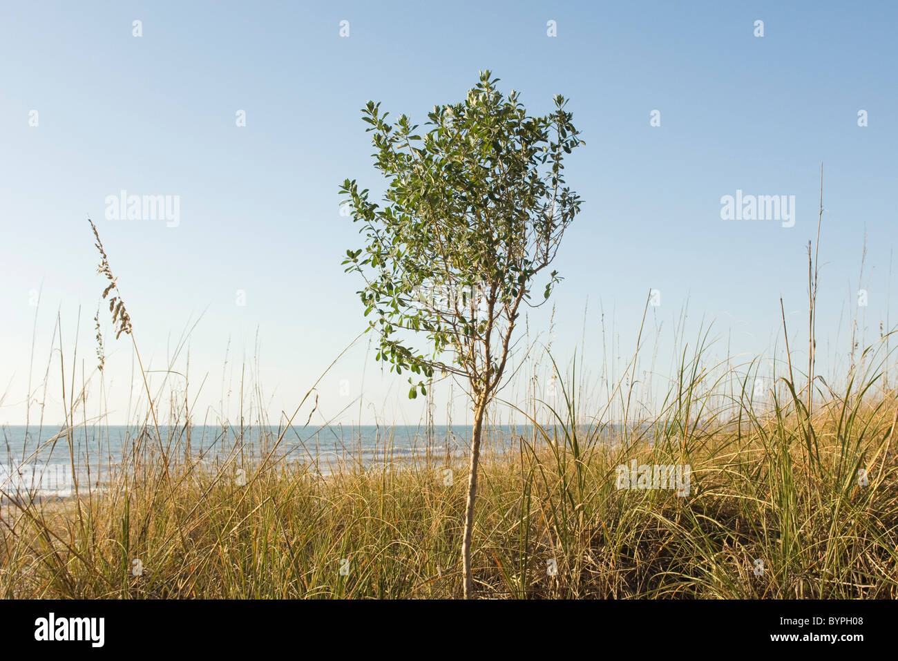 Solitary tree growing near water's edge Stock Photo Alamy