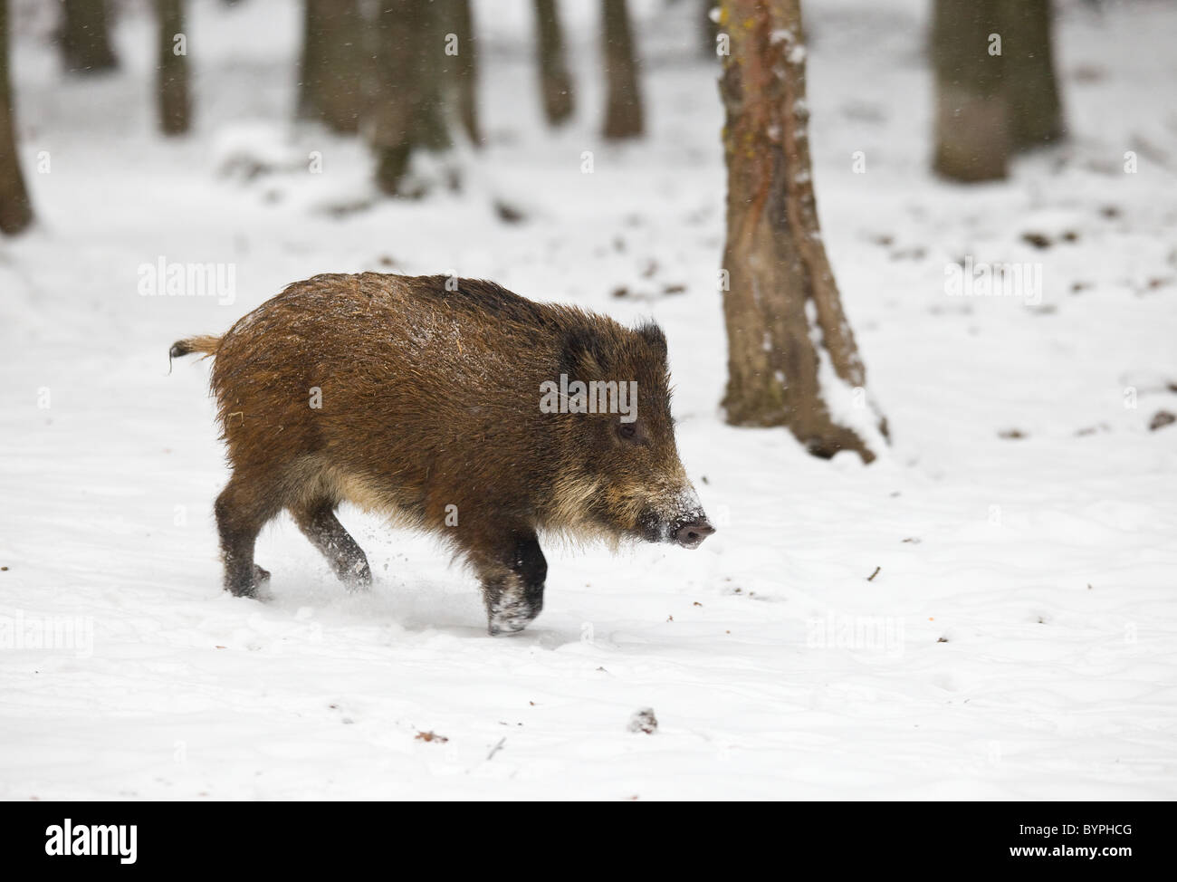 Wildschwein (Sus scrofa) im Winter, Vulkaneifel, Rheinland-Pfalz, Deutschland, Europa Stock Photo