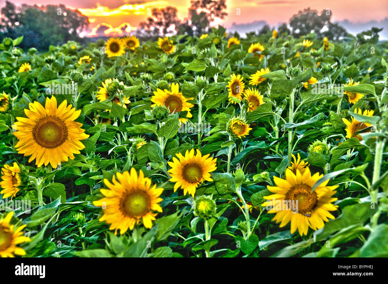 'Starry Starry Fields' - sunflowers at sunset Stock Photo
