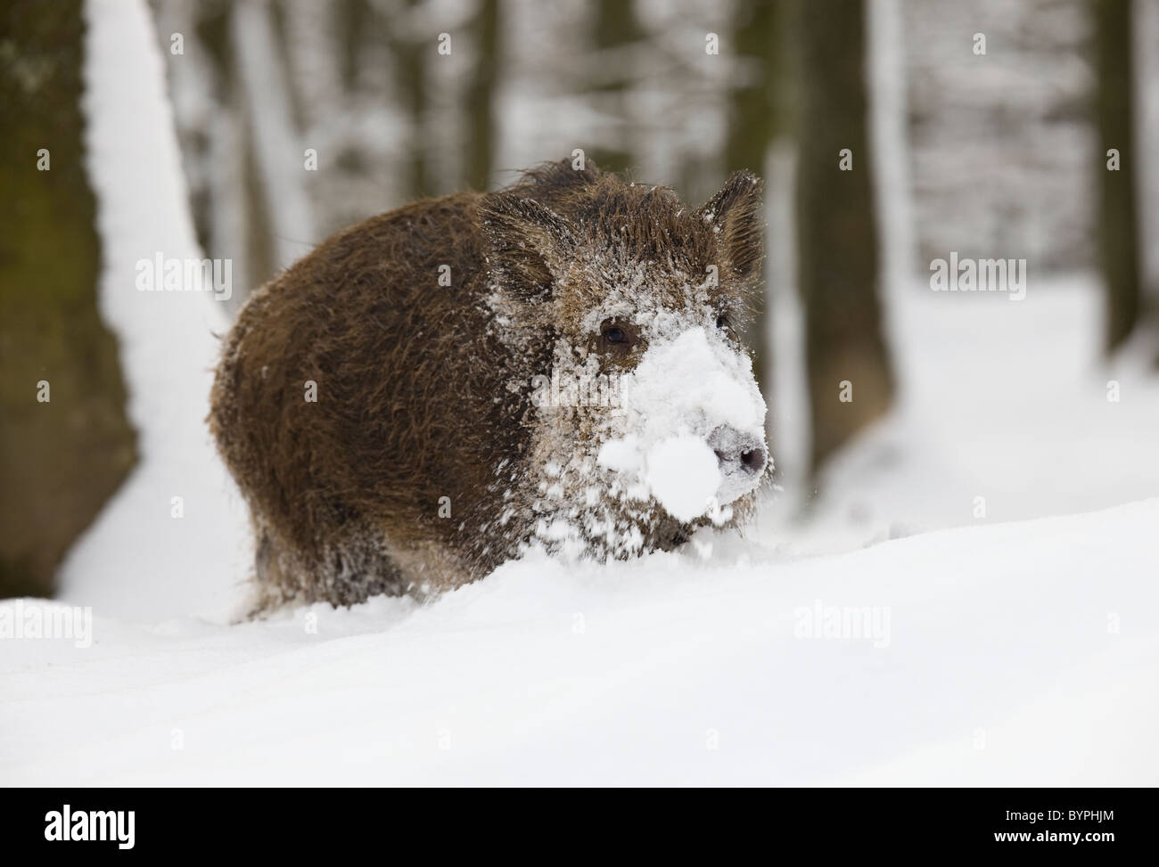 Wildschwein (Sus scrofa) im Winter, Vulkaneifel, Rheinland-Pfalz, Deutschland, Europa Stock Photo