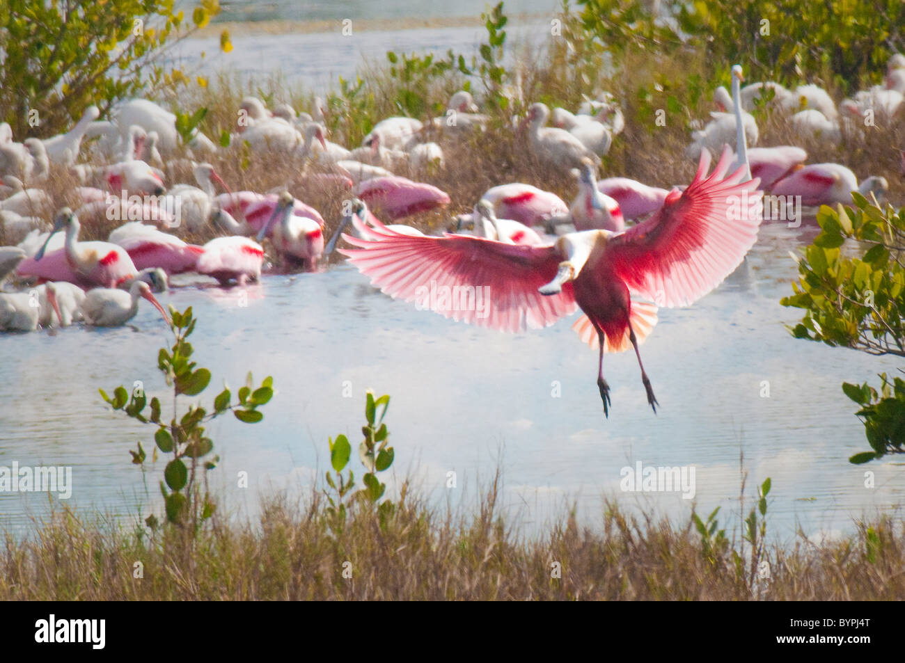 'The Fly In' - A Roseate Spoonbill lands next to a group of other roseate spoonbills and ibis Stock Photo