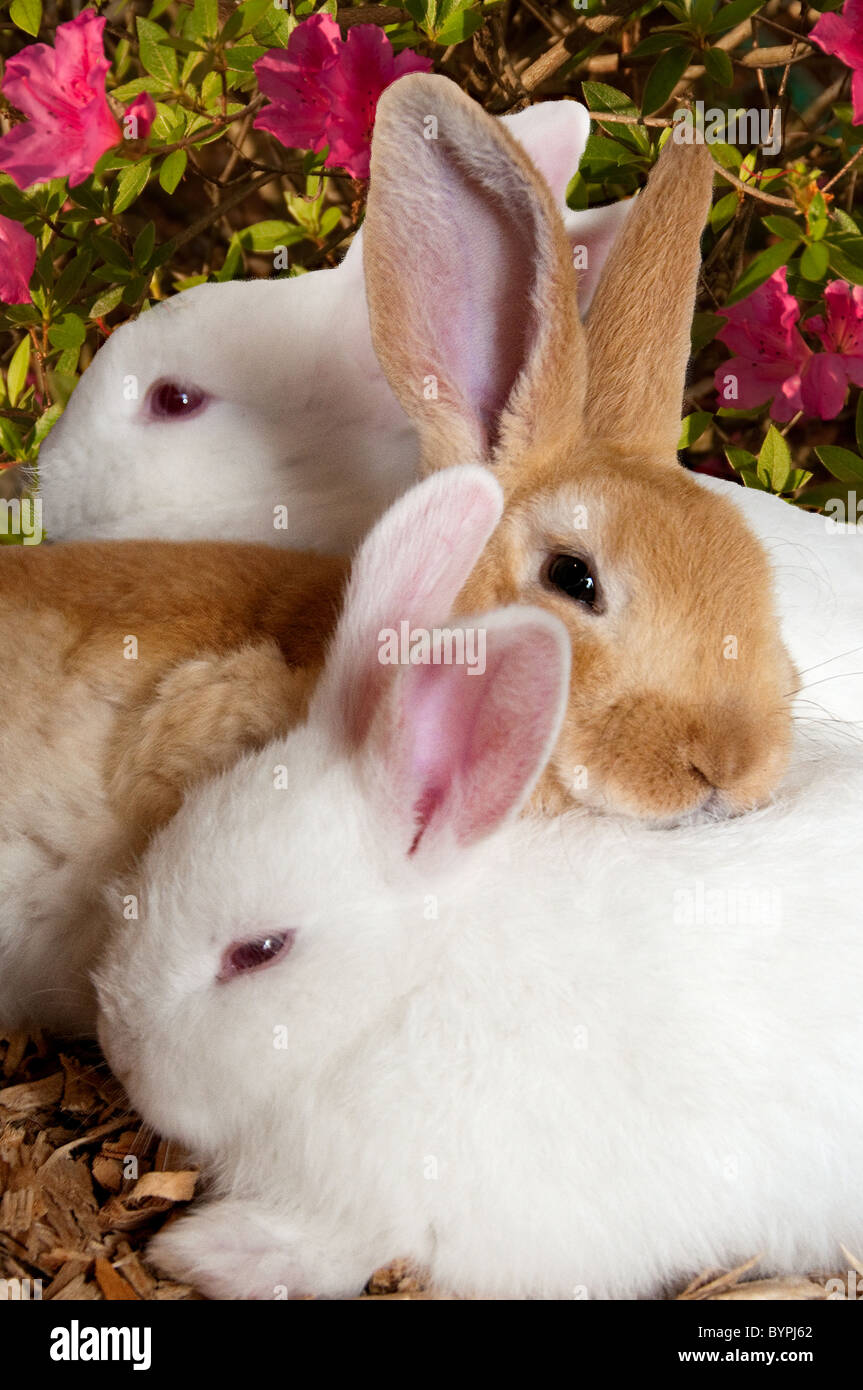 "The Bunny Bunch" rabbits cuddle up Stock Photo Alamy