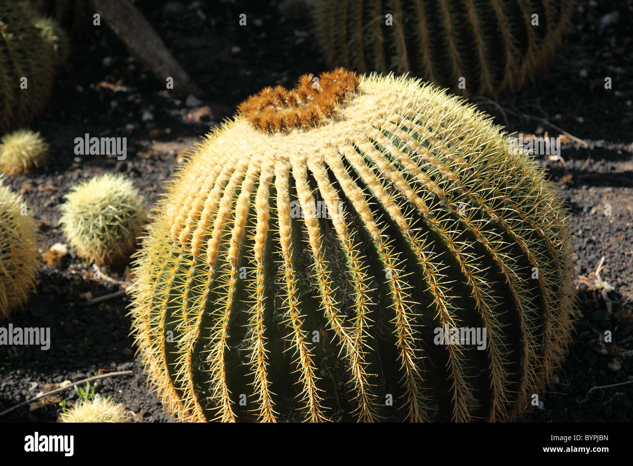 Golden Barrel Cactus Echinopsis Grusonii, Gran Canaria. Stock Photo
