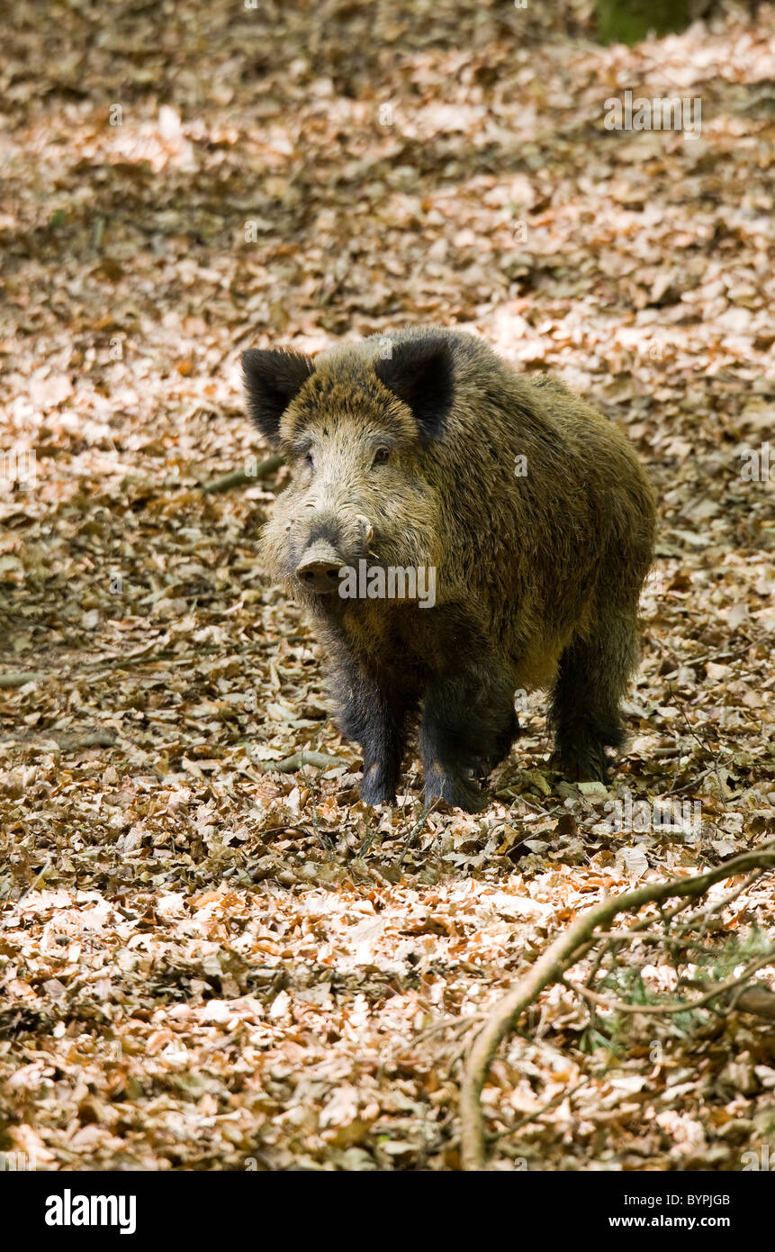 Wildschwein, Keiler (Sus scrofa Stock Photo - Alamy