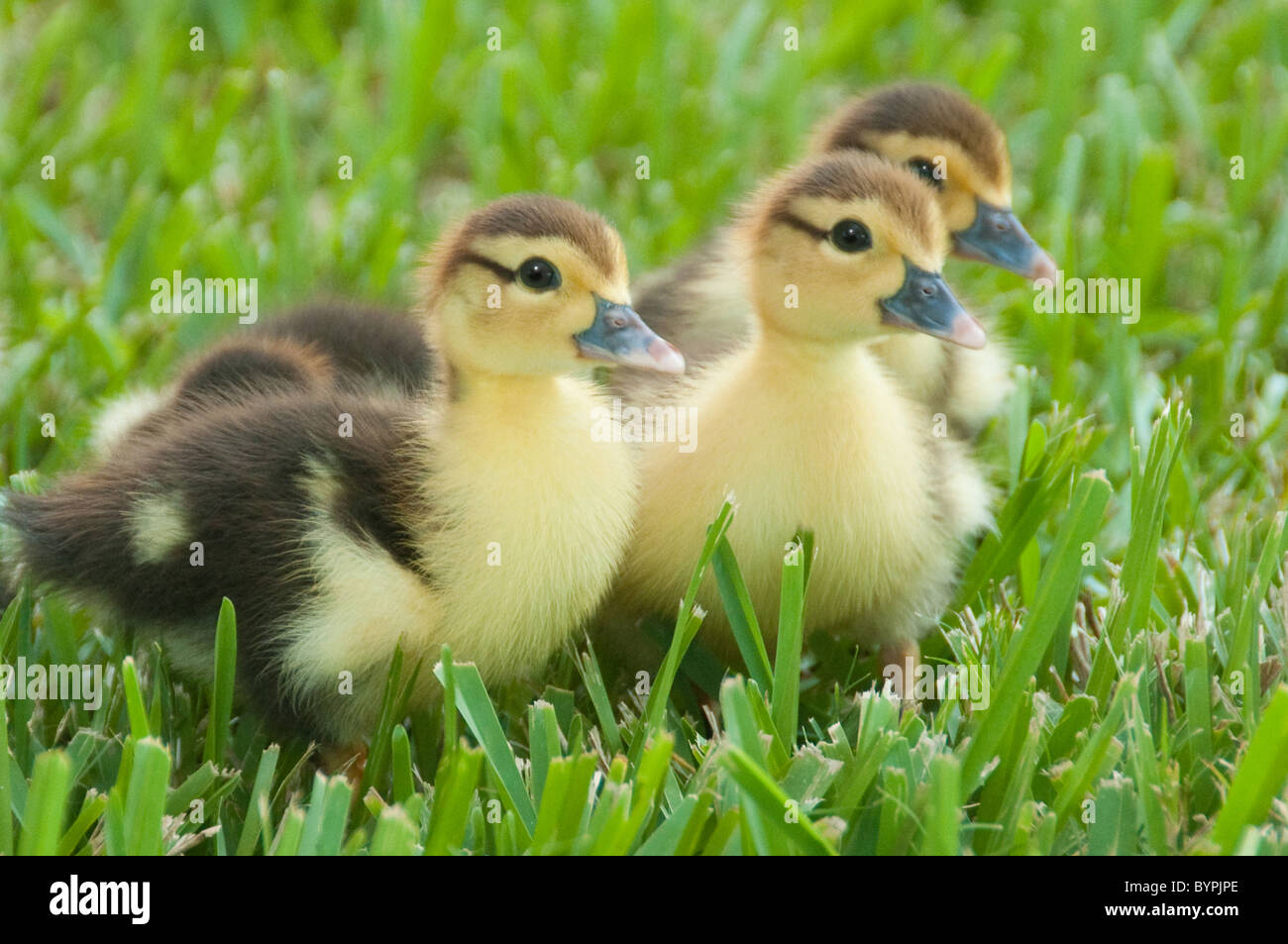 'The Three Little Ducks' - Muscovy ducklings Stock Photo