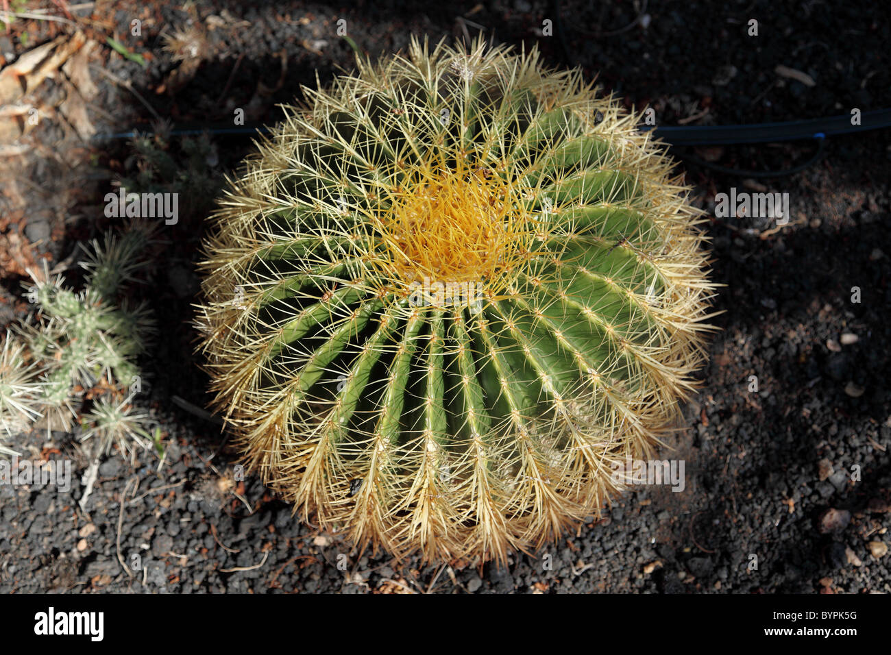 Golden Barrel Cactus Echinopsis Grusonii, Gran Canaria. Stock Photo
