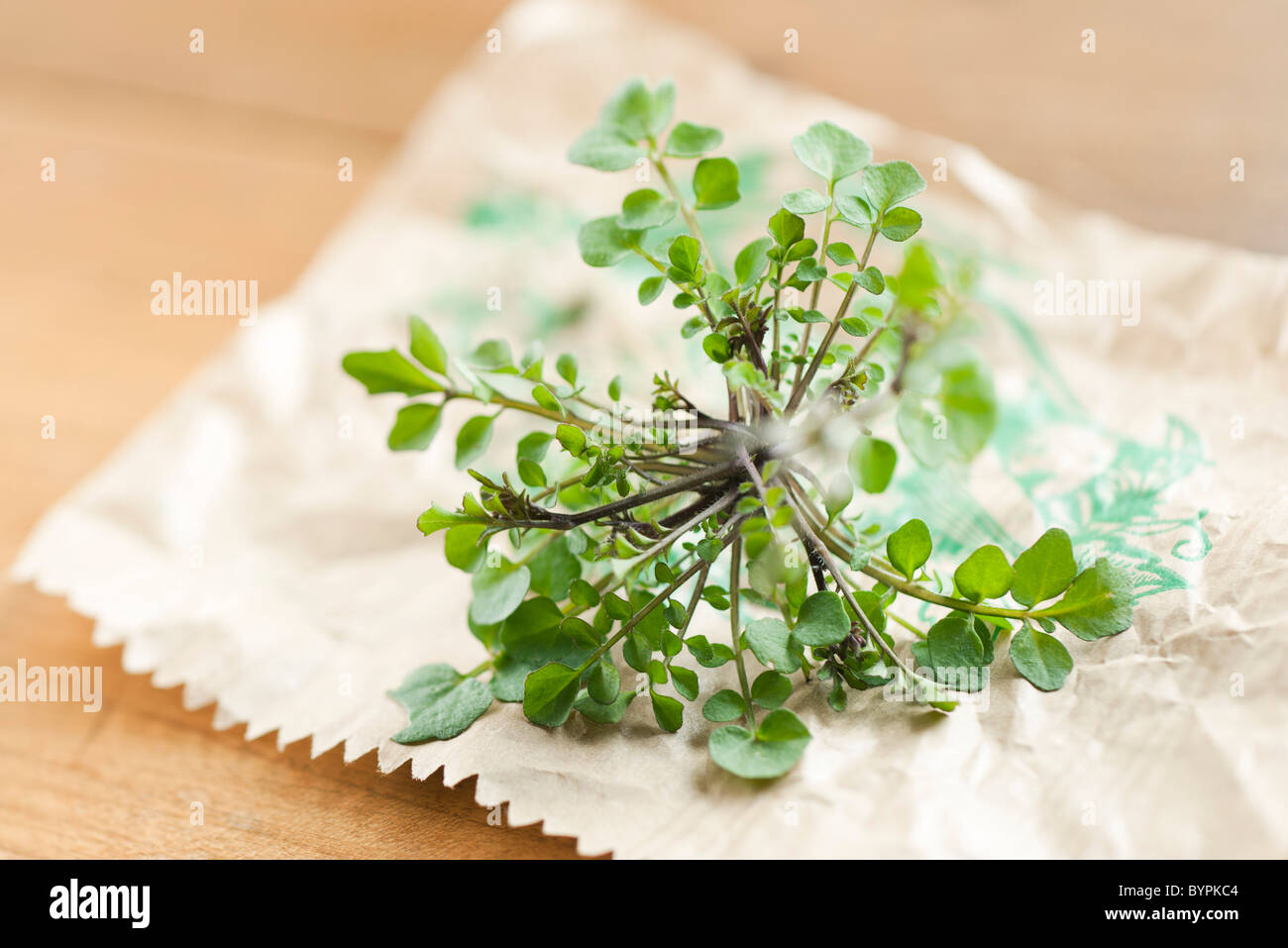 Fresh thyme Stock Photo