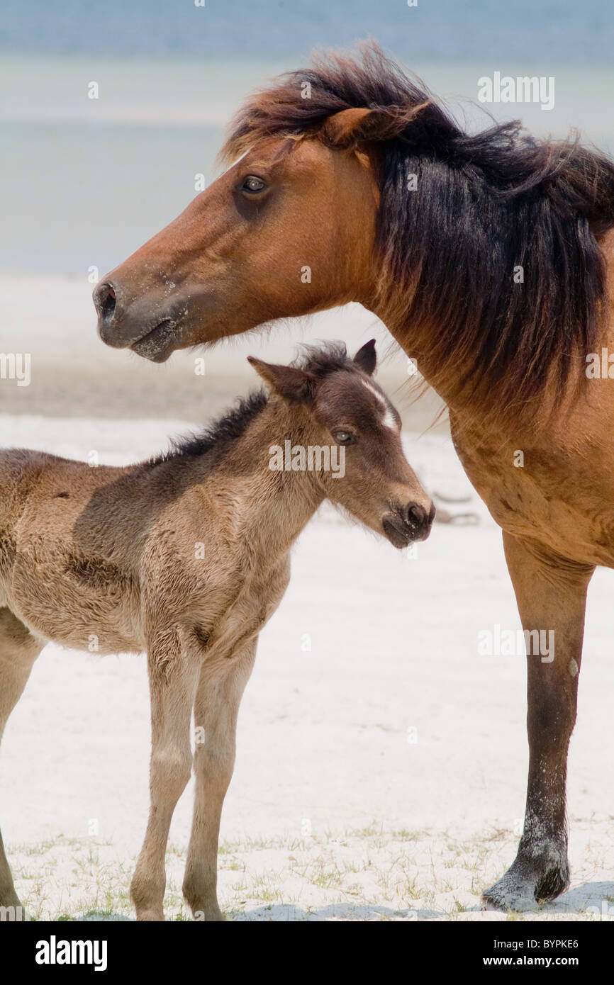 Wild horses on the beach of Cedar Island, North Carolina. Mother mare