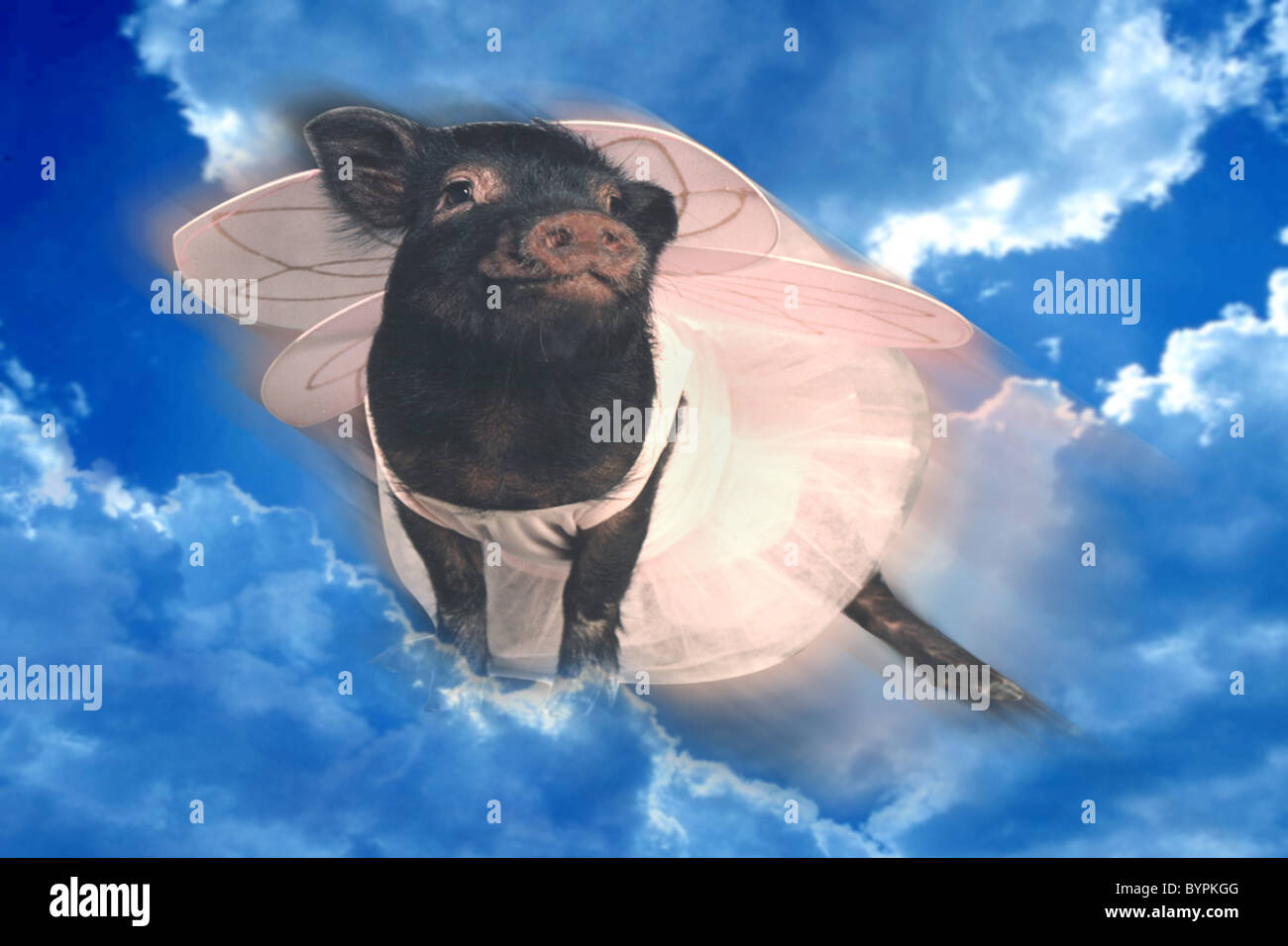 "When Pigs Fly" Stock Photo