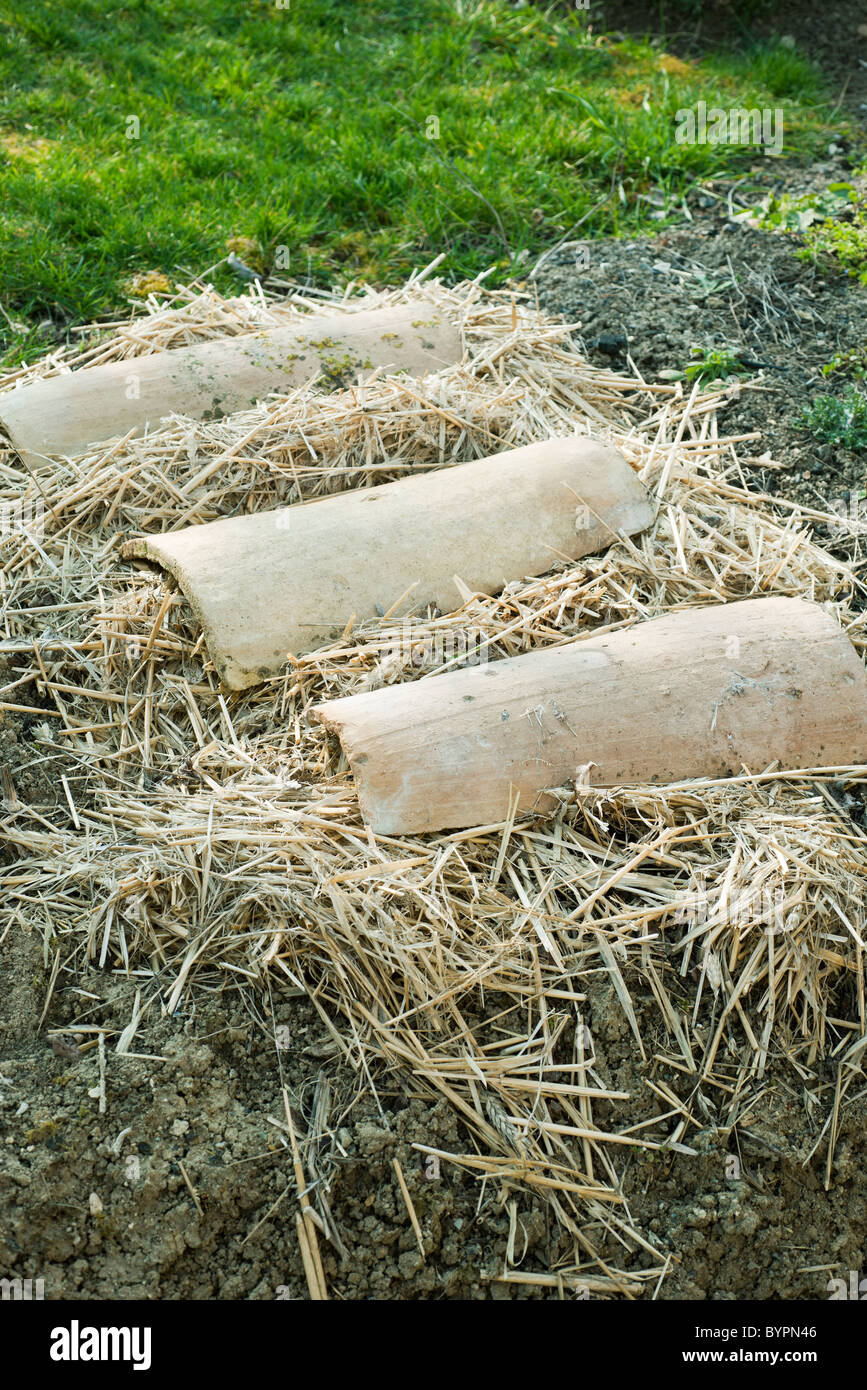 Planted garden covered with straw Stock Photo Alamy