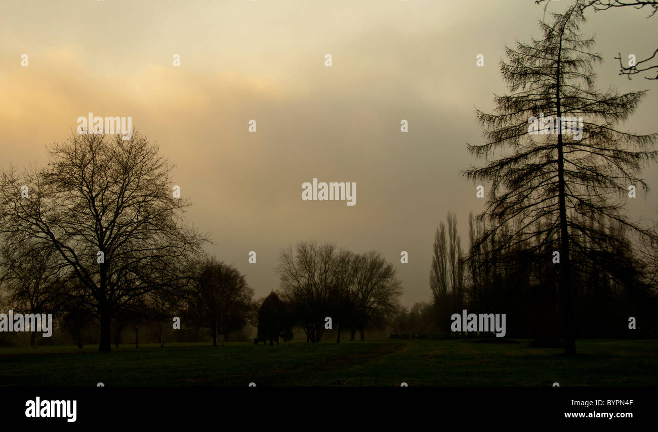 Black silhouettes leaves trees hi-res stock photography and images - Alamy