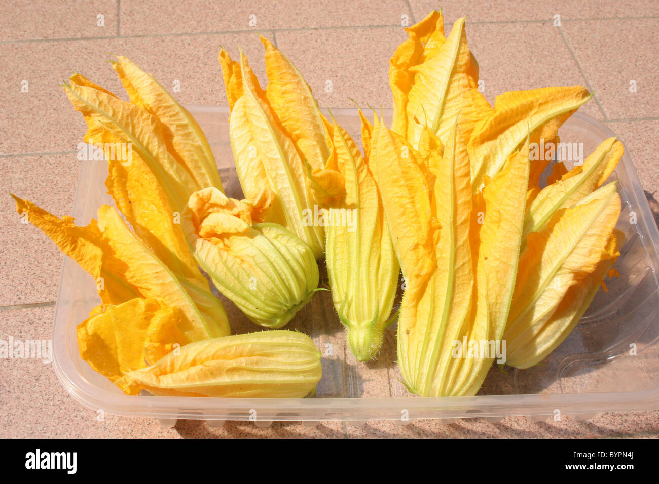 Edible flowers from courgette plants grown in Italy Stock Photo