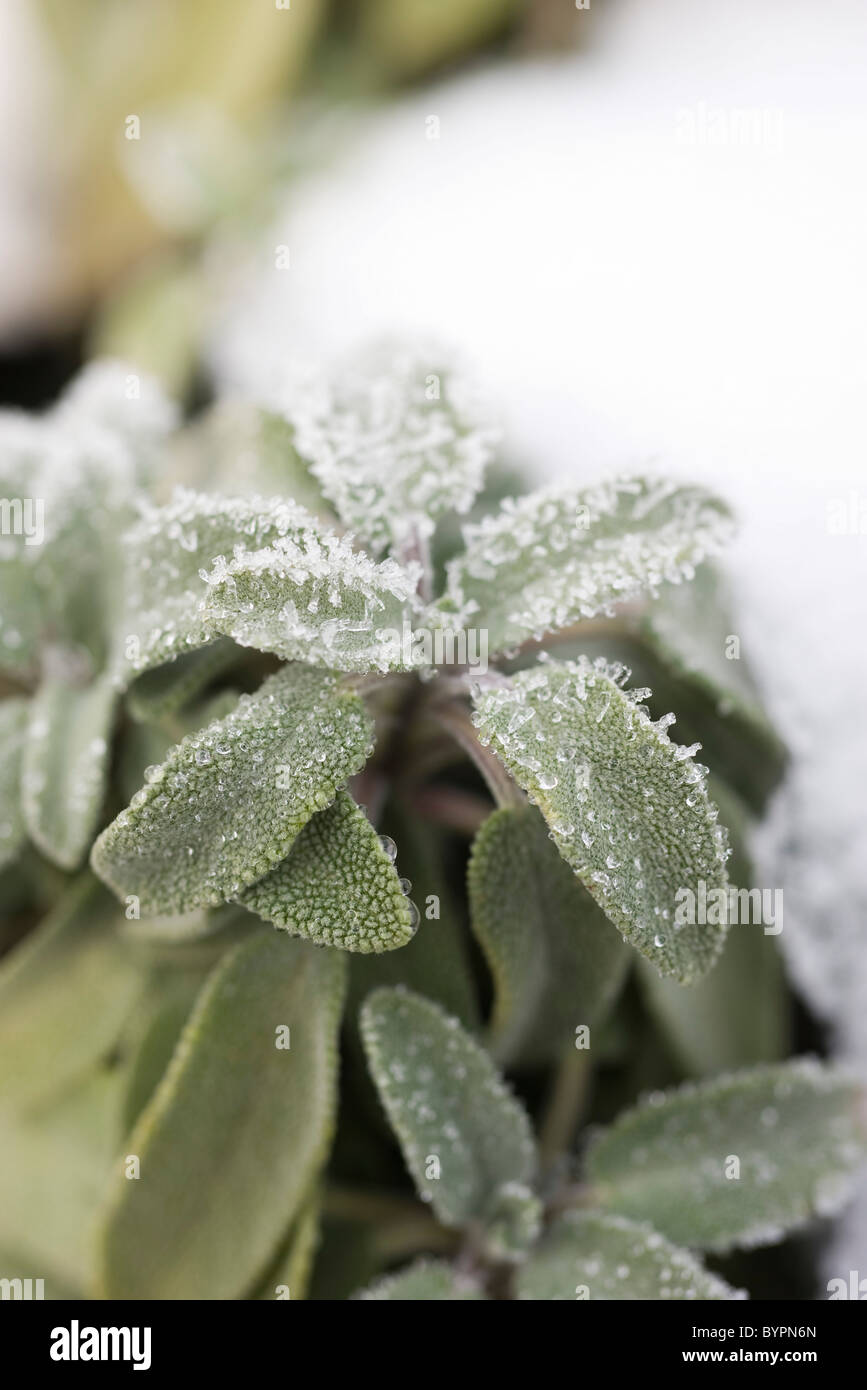 Frosted leaves of sage plant Stock Photo Alamy