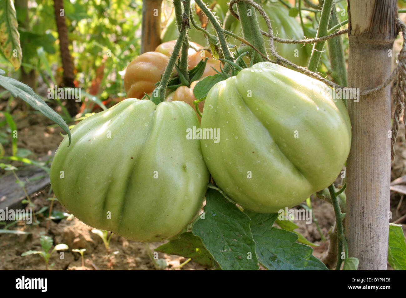 Tomatoes growing in a Italian allotment Stock Photo