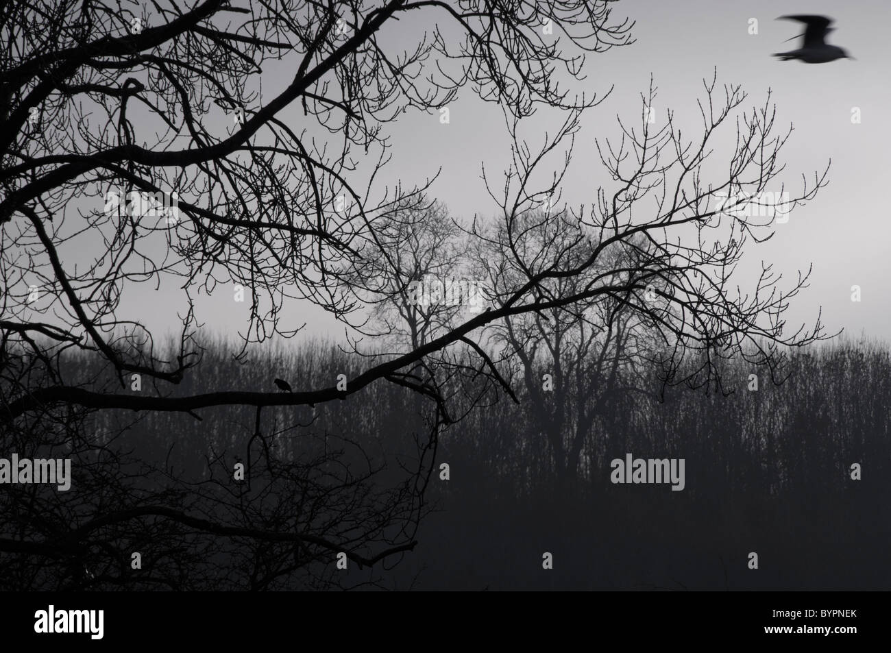 Black silhouettes leaves trees hi-res stock photography and images - Alamy