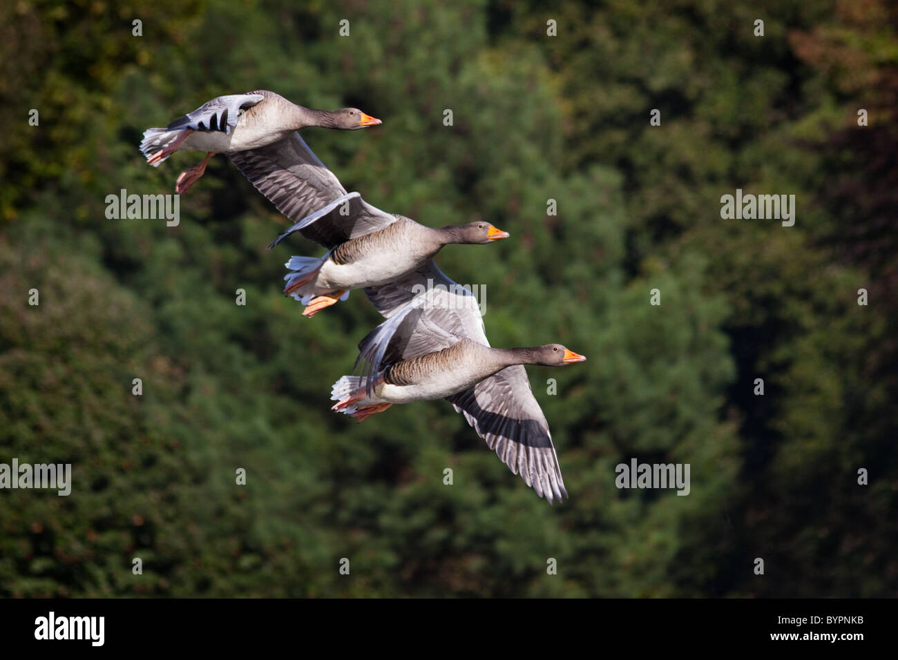 Flying Geese Stock Photo