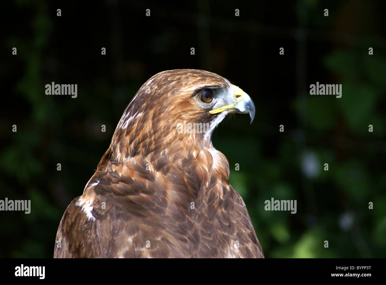 Eyes like a hawk hires stock photography and images Alamy