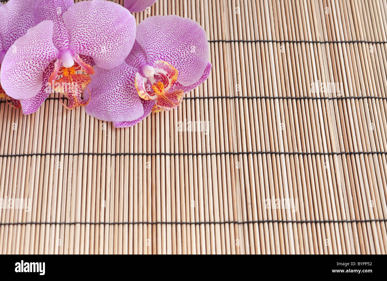 Pink orchids hi-res stock photography and images - Alamy