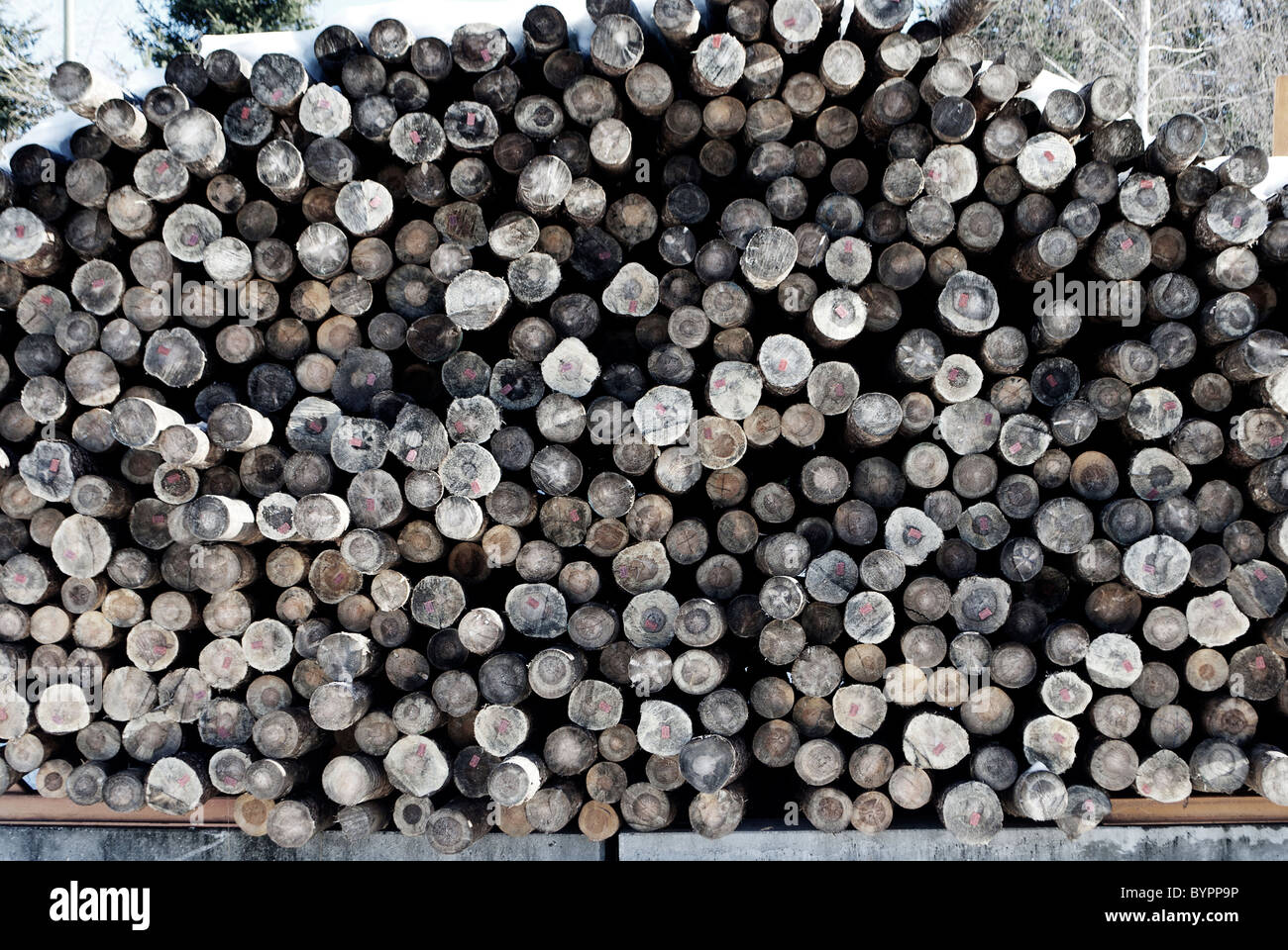 Larch Logs To The Sawmill Stock Photo Alamy