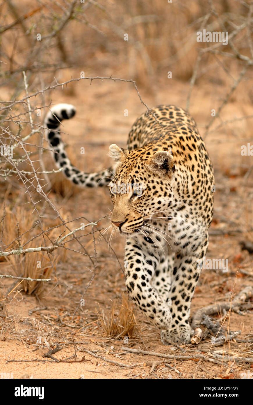 Leopardess patrolling her range Stock Photo