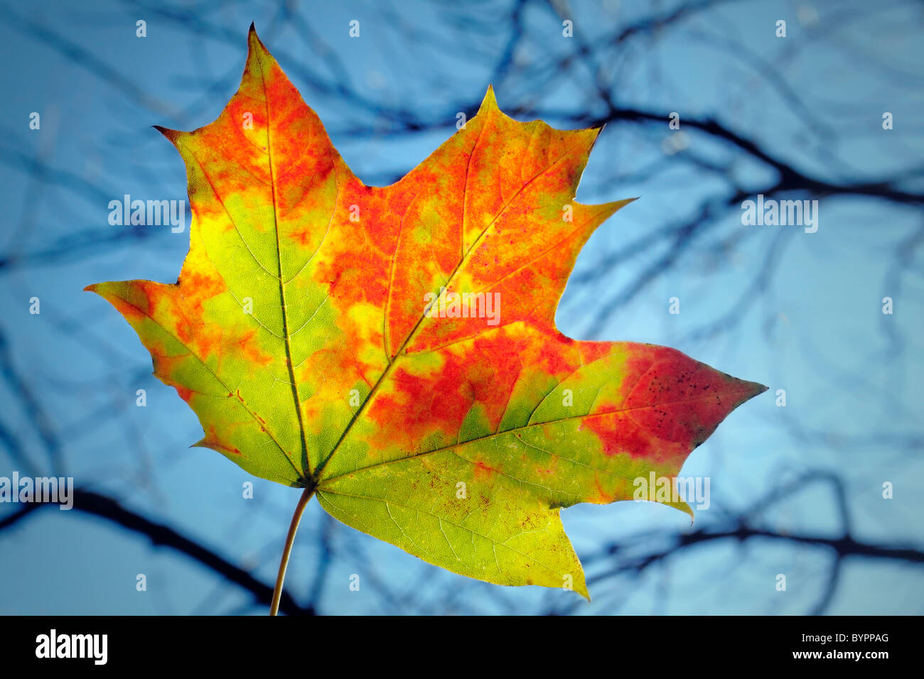 lonely leaf Stock Photo