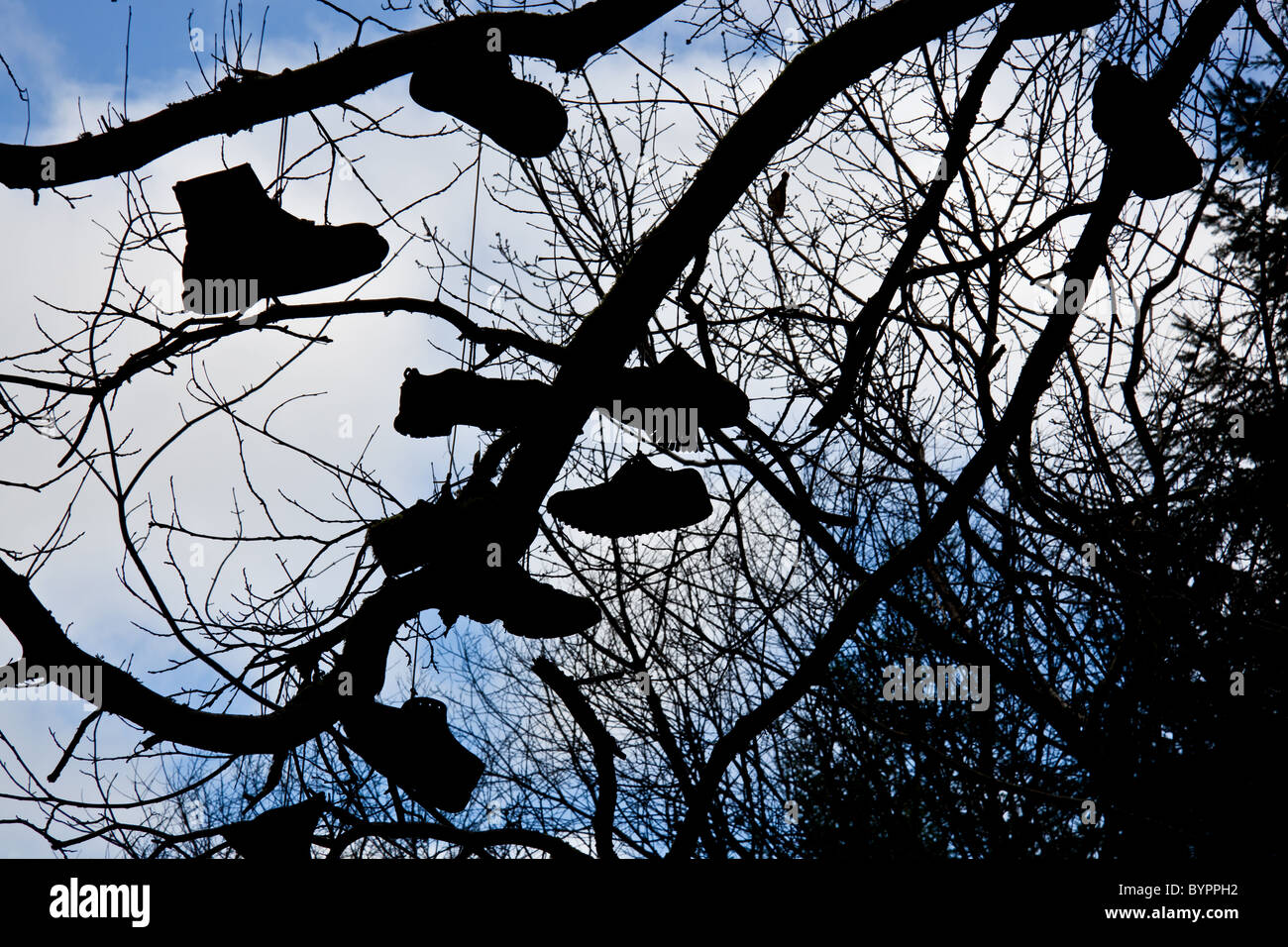 Boot Sale tree near Castle, Shropshire Stock Photo Alamy