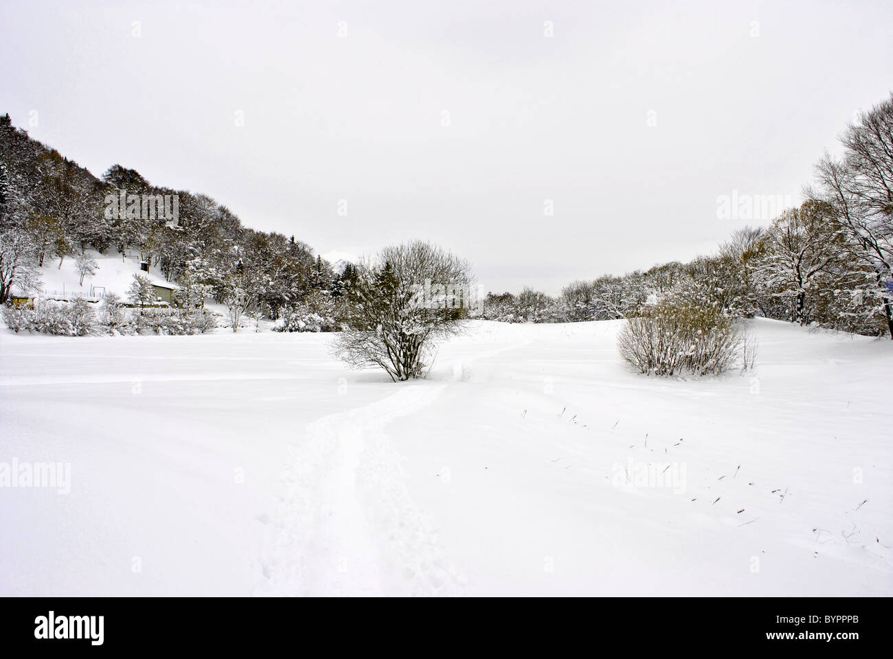 Larch tree in snow hi-res stock photography and images - Alamy