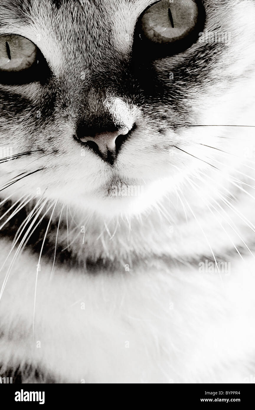 Silver tabby cat Stock Photo
