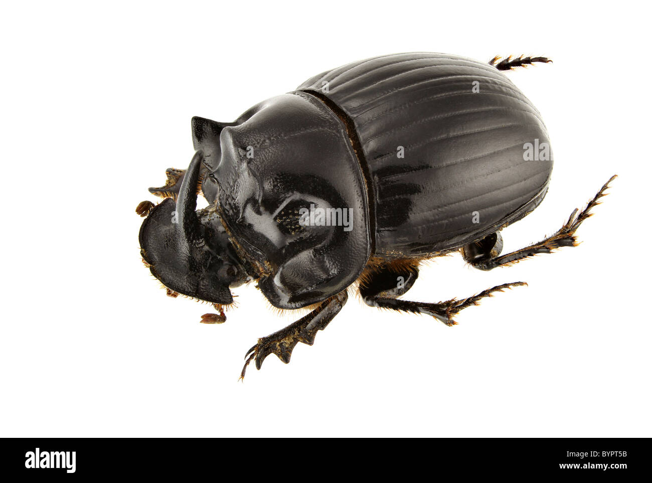 Male of Copris lunaris isolated on white background. Stock Photo