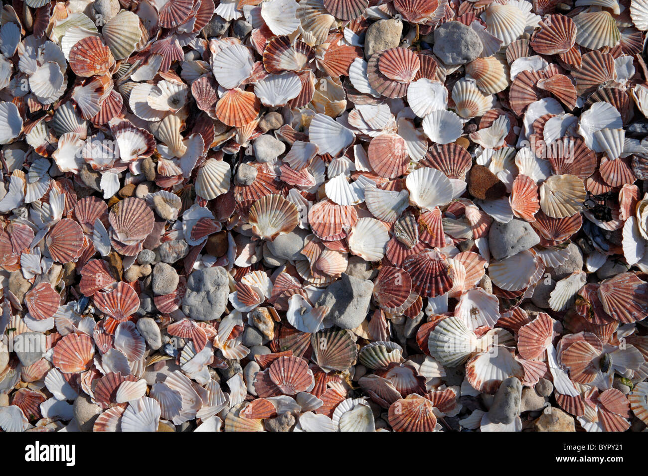 Washed up sea shells on the beach in Normandy, France Stock Photo Alamy