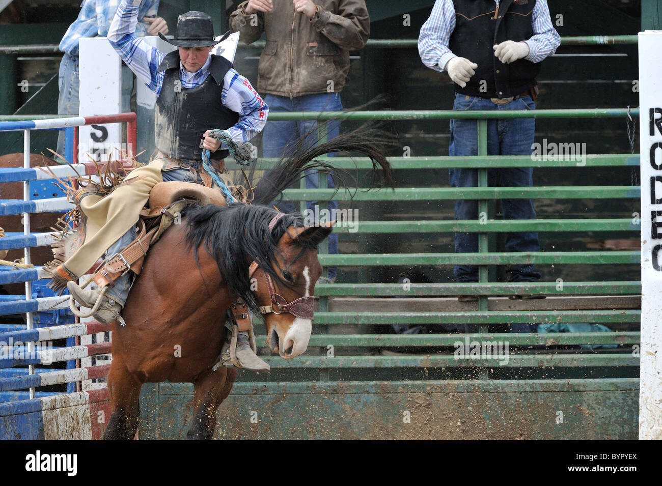Bronc Riding, Rodeo, Salmon, Idaho Stock Photo Alamy