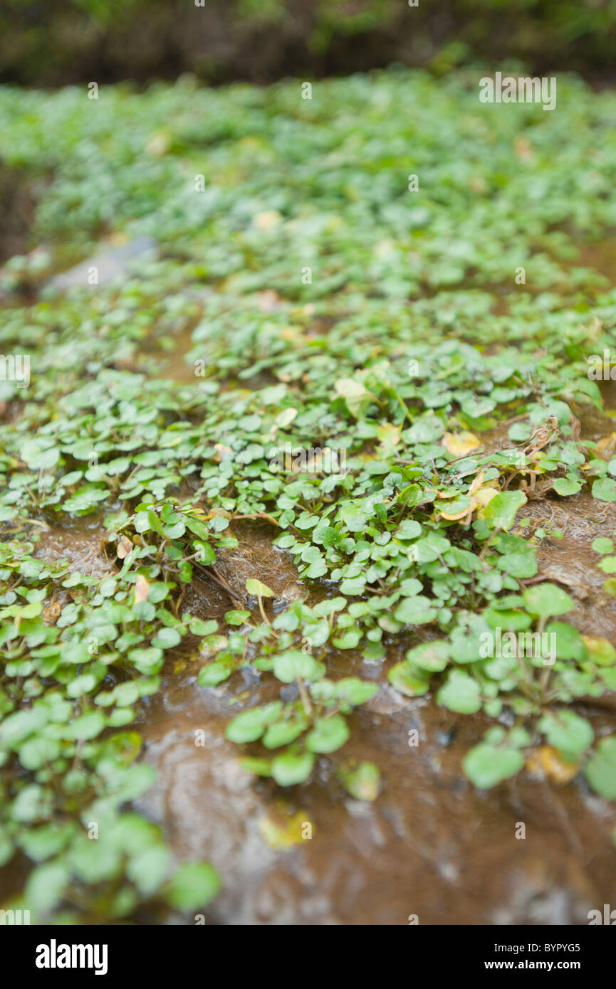 Watercress being cultivated in natural stream on a farm in Honduras. Stock Photo