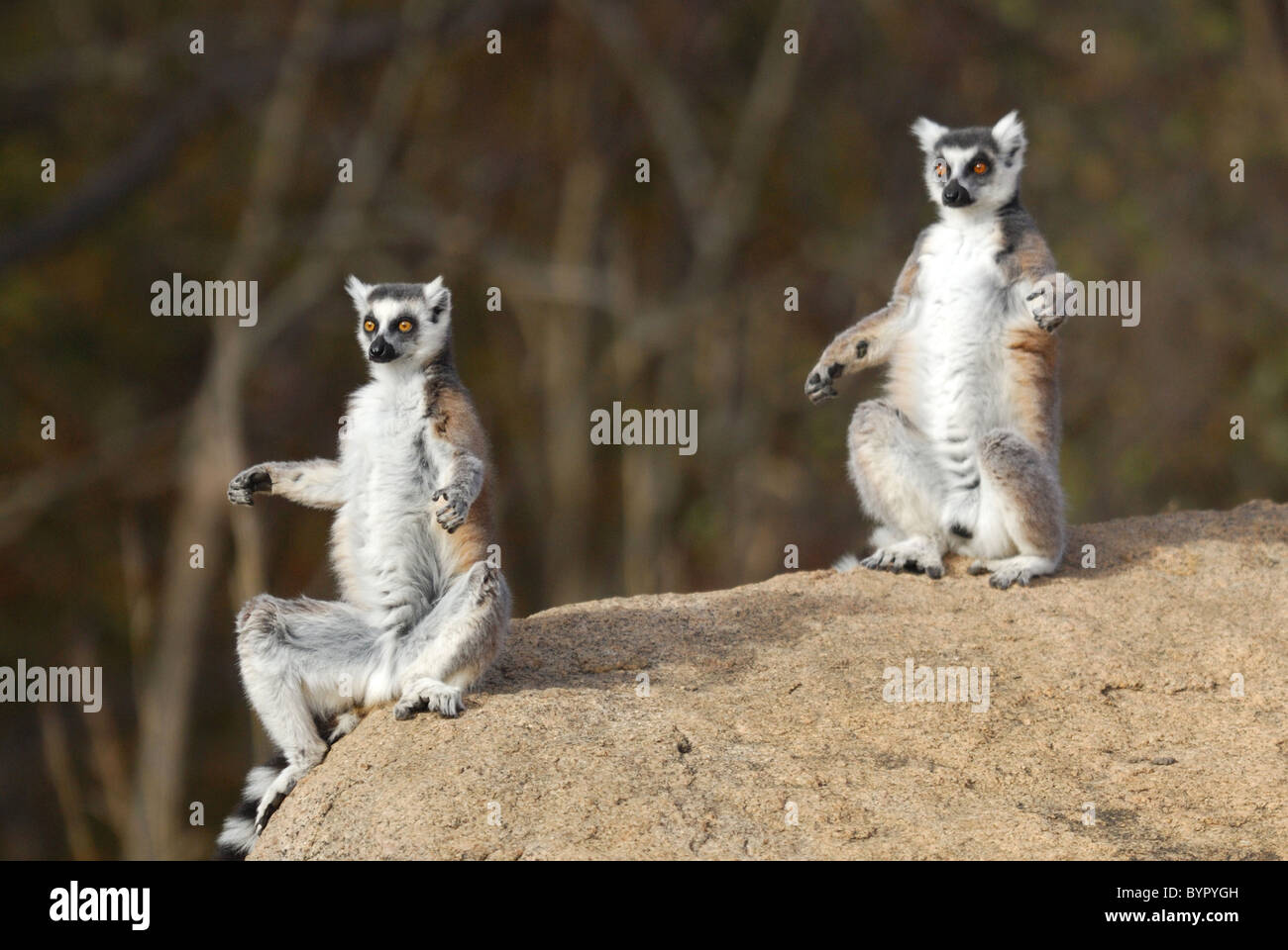 A pair of Ring-tailed Lemurs sunbathing in the Anja Reserve, Madagascar Stock Photo