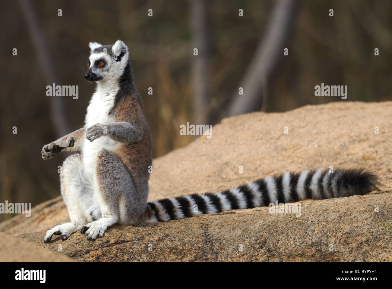 Ring-tailed Lemur sunbathing in the Anja Reserve, Madagascar Stock Photo