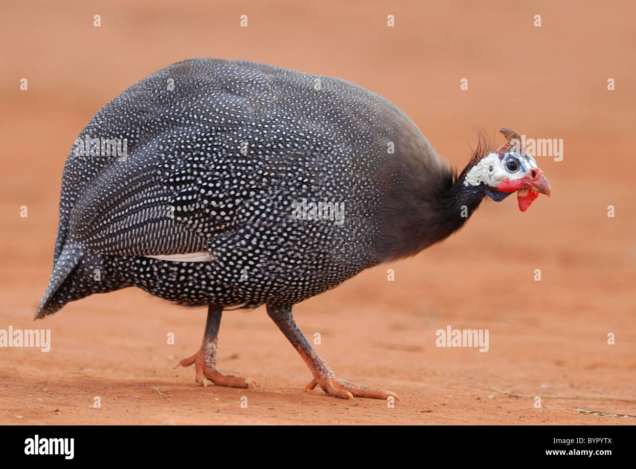 Helmeted Guinea-fowl (Numida meleagris) in Andranovory, South-western Madagascar. August 2010. Stock Photo