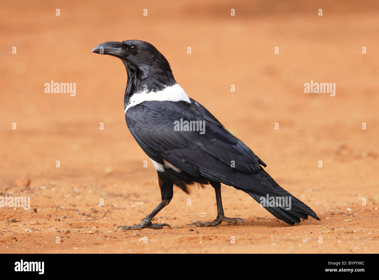 Pied Crow in Berenty Nature Reserve, Madagascar Stock Photo