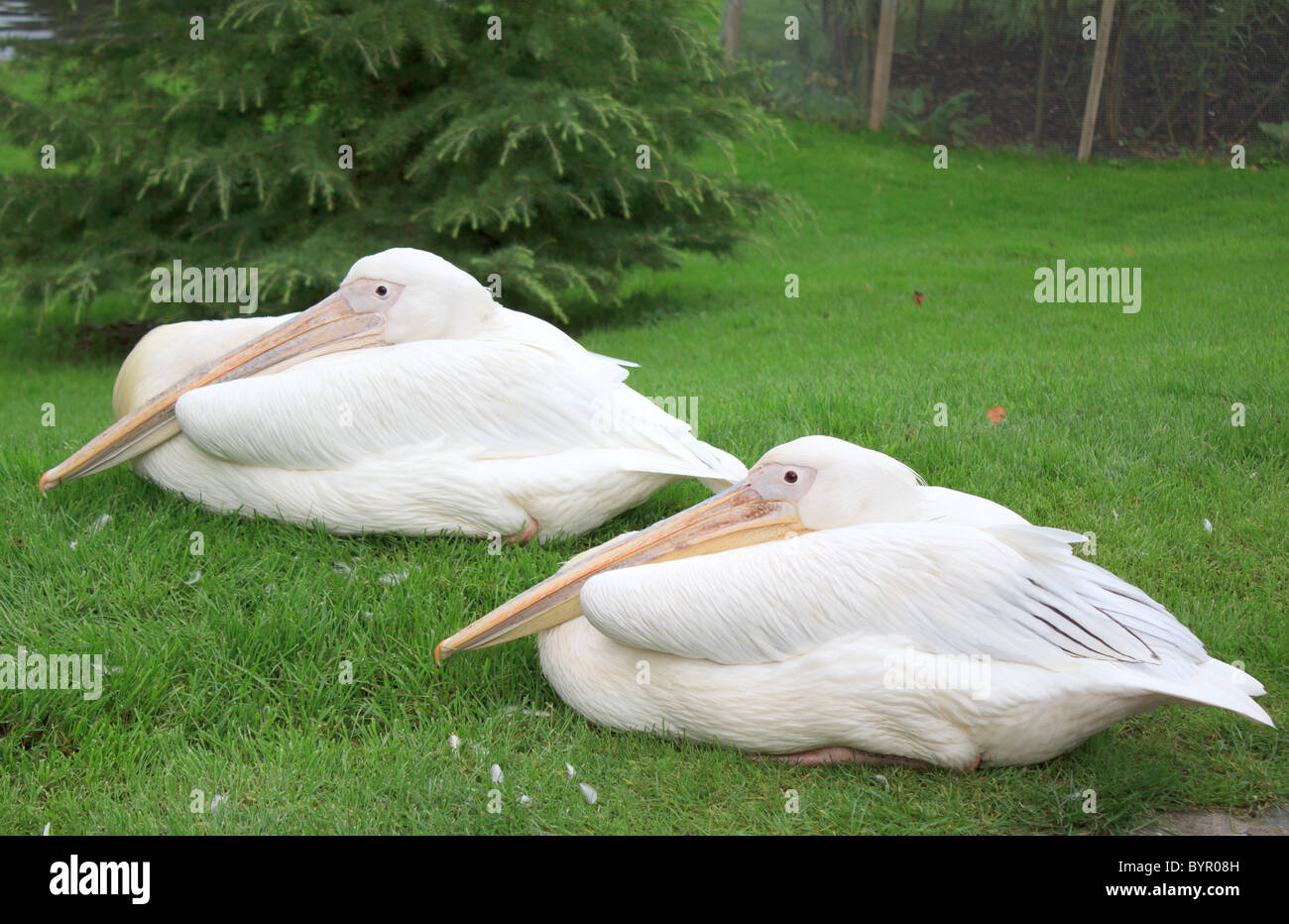 Two Pelicans (Pelecanidae) in grass (captive) Stock Photo