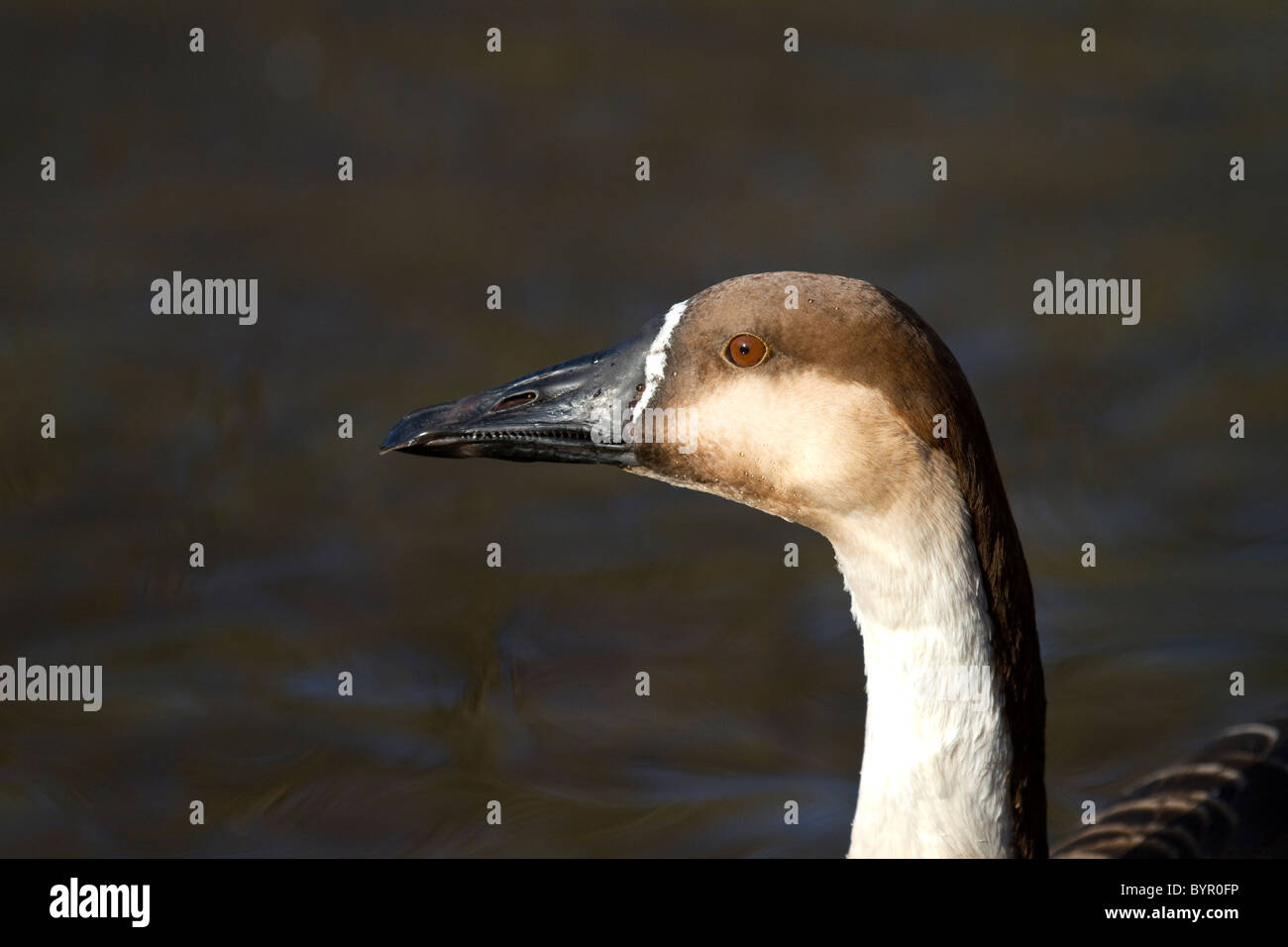 Head of Swan goose (Anser cygnoides)   Waterfowl at Martin Mere, Lancashire, uk Stock Photo
