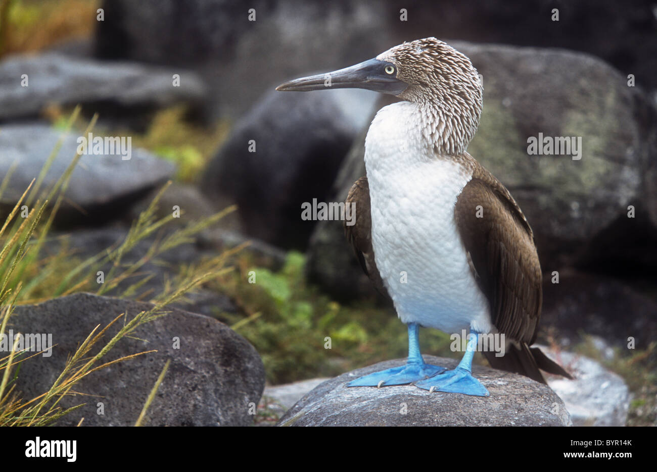 Blue-footed booby, Sula nebouxil excisa, Espanola (Hood) Galapagos Stock Photo