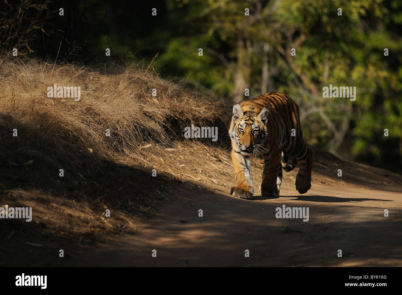 7-month-old female Bengal Tiger cub walking on forest path in Bandhavgarh Tiger Reserve, India Stock Photo