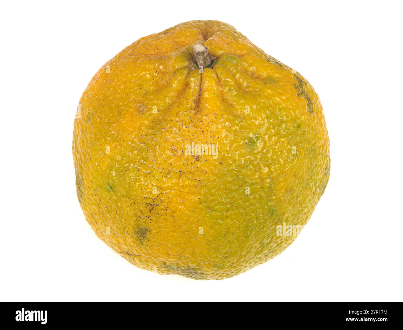 Fresh Healthy Ugli Fruit Against A White Background With A Clipping Path And No People Stock Photo