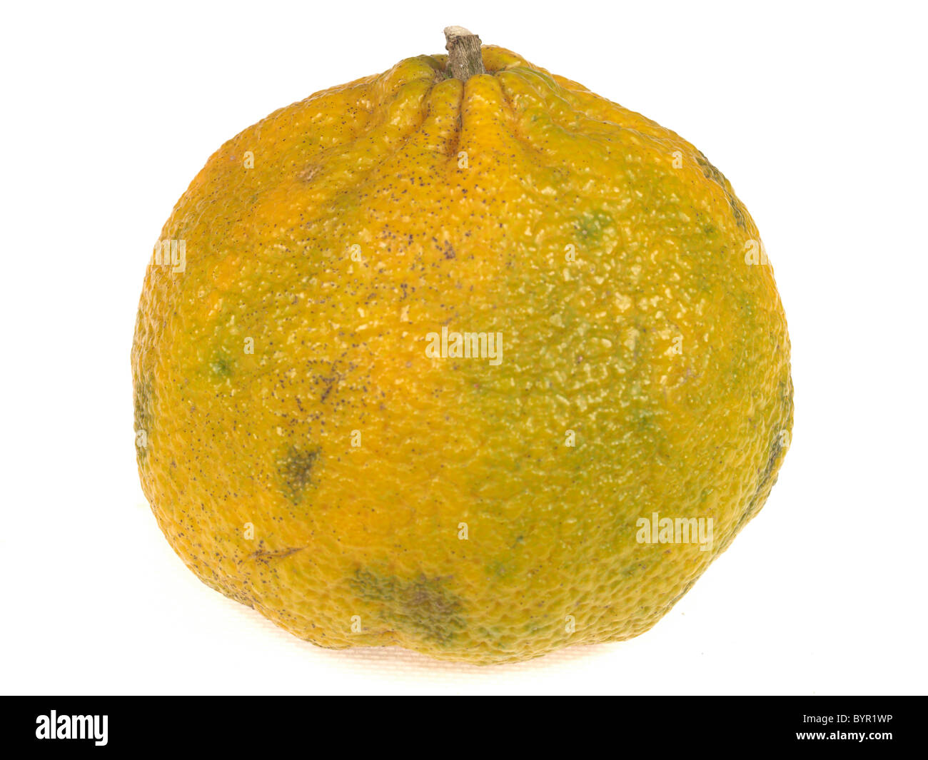 Fresh Healthy Ugli Fruit Against A White Background With A Clipping Path And No People Stock Photo