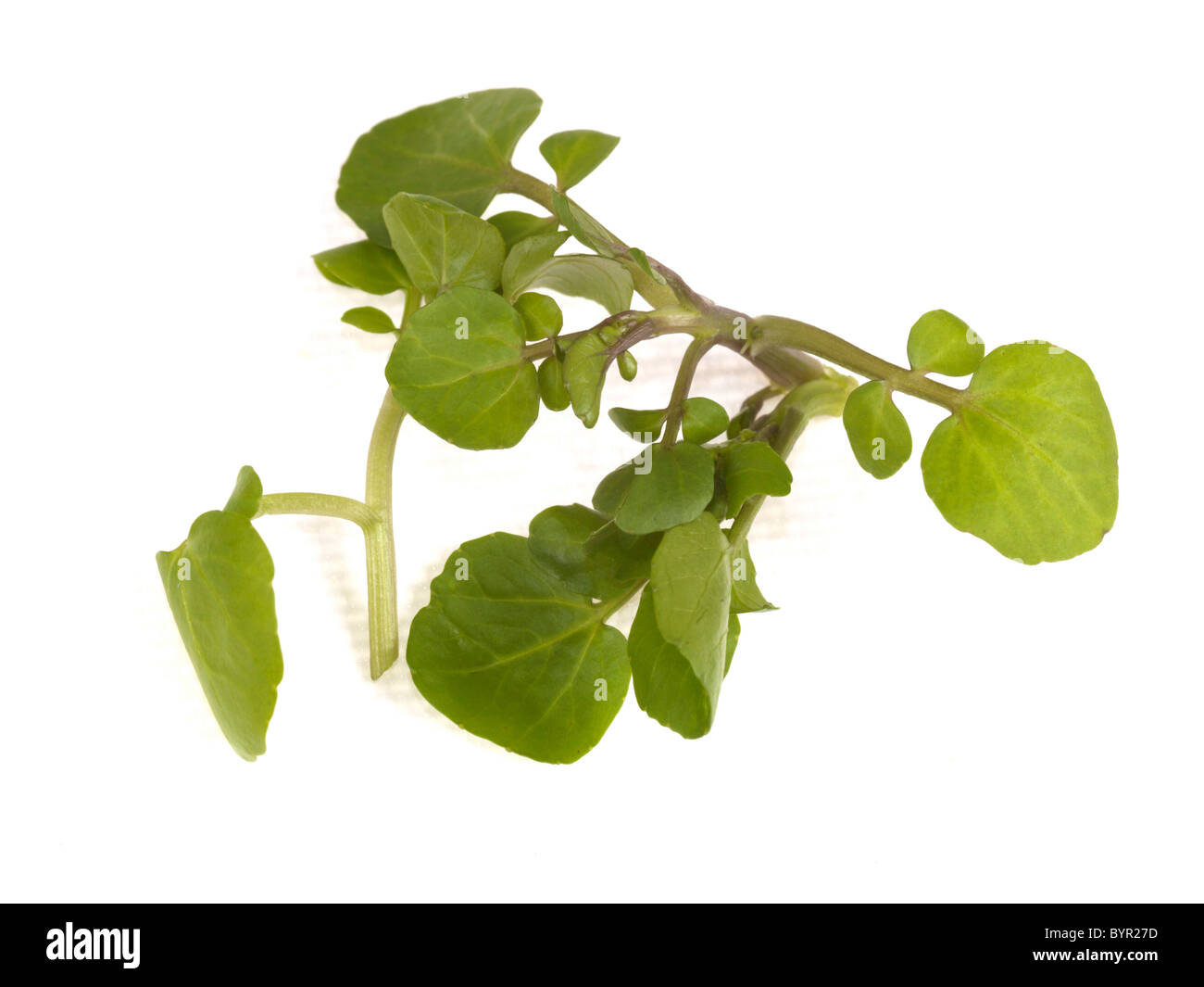 Fresh Sprig Or Bunch Of Organic Watercress Peppery Herbs Against A White Background With Copy Space, No People and A Clipping Path Stock Photo
