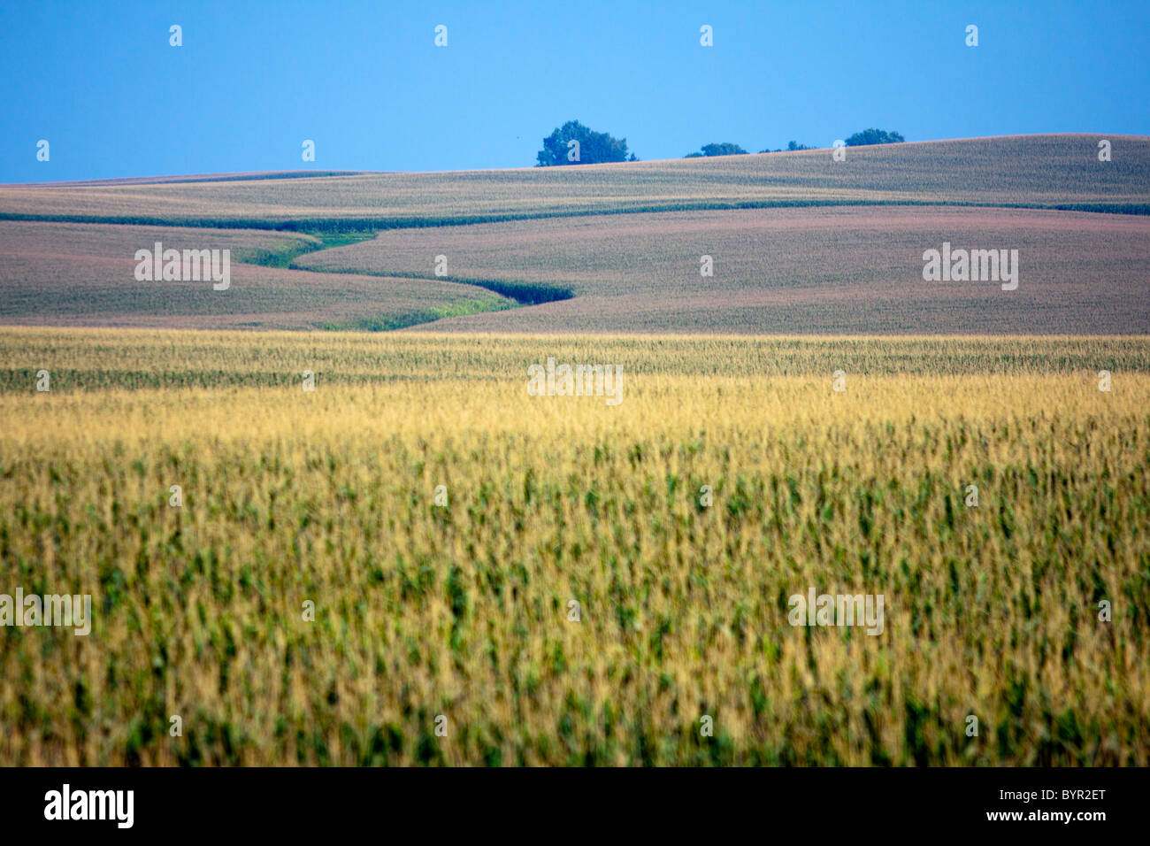 A summer corn field on the rolling plains of Central Illinois Stock