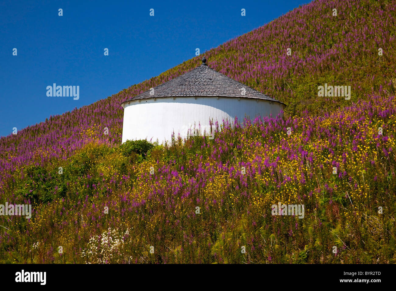 wildflowers and a white round building on a hillside along the oregon coast; oregon, united states of america Stock Photo