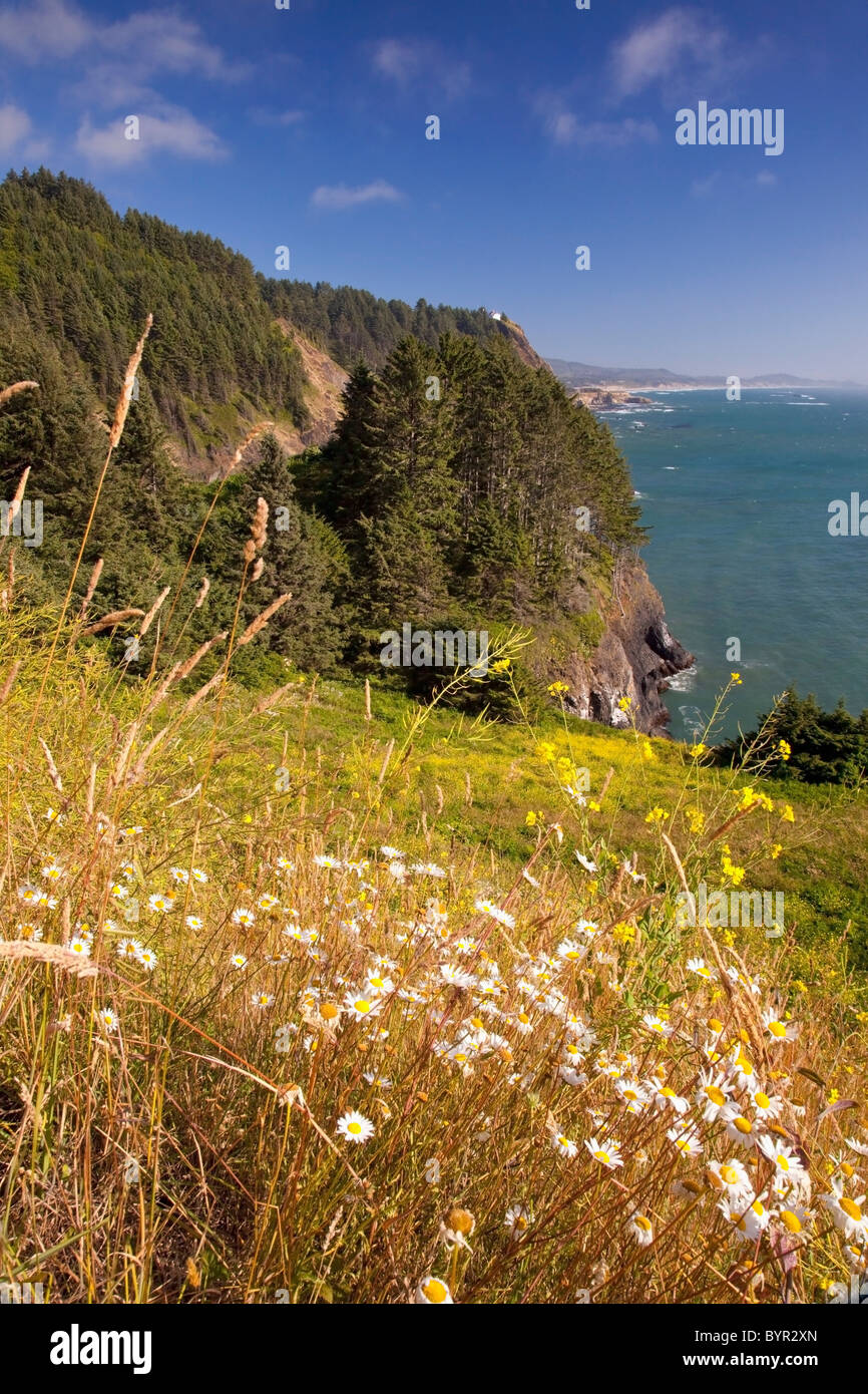 summer flowers on a hill at cape foulweather along the oregon coast; oregon, united states of america Stock Photo