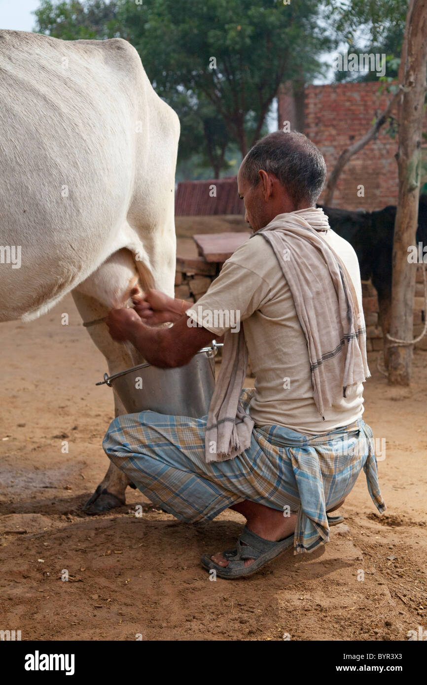 india, Uttar Pradesh, Indian Farmer milking cow at daybreak Stock Photo