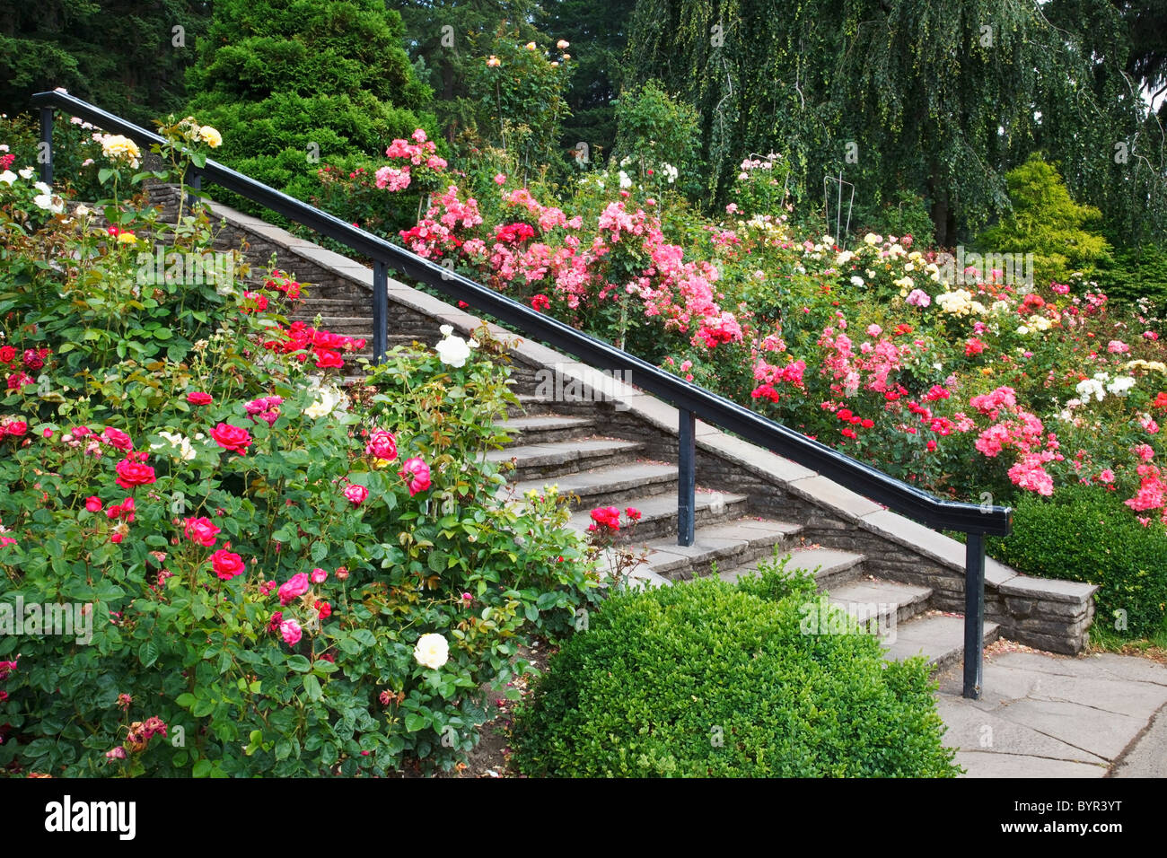 portland rose garden; portland, oregon, united states of america Stock Photo
