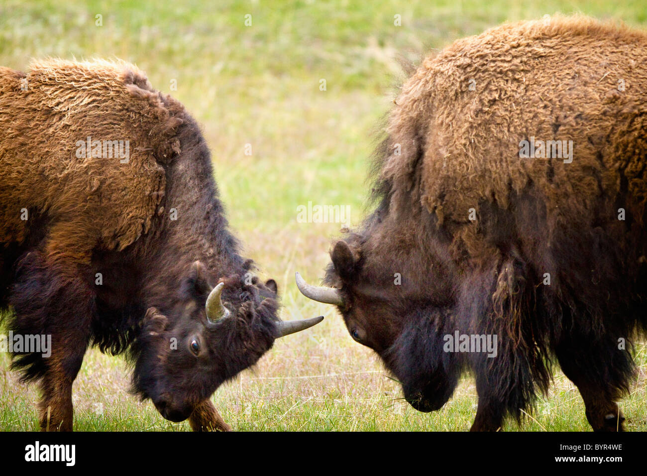 Buffalo Fighting High Resolution Stock Photography Images